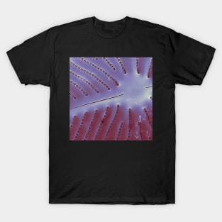 Diatom - Placoneis in SEM (internal, metallic) T-Shirt